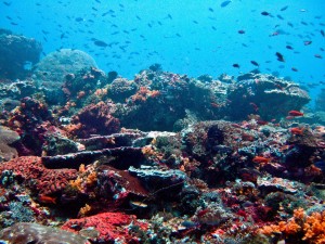 Nusa Lambongan 9